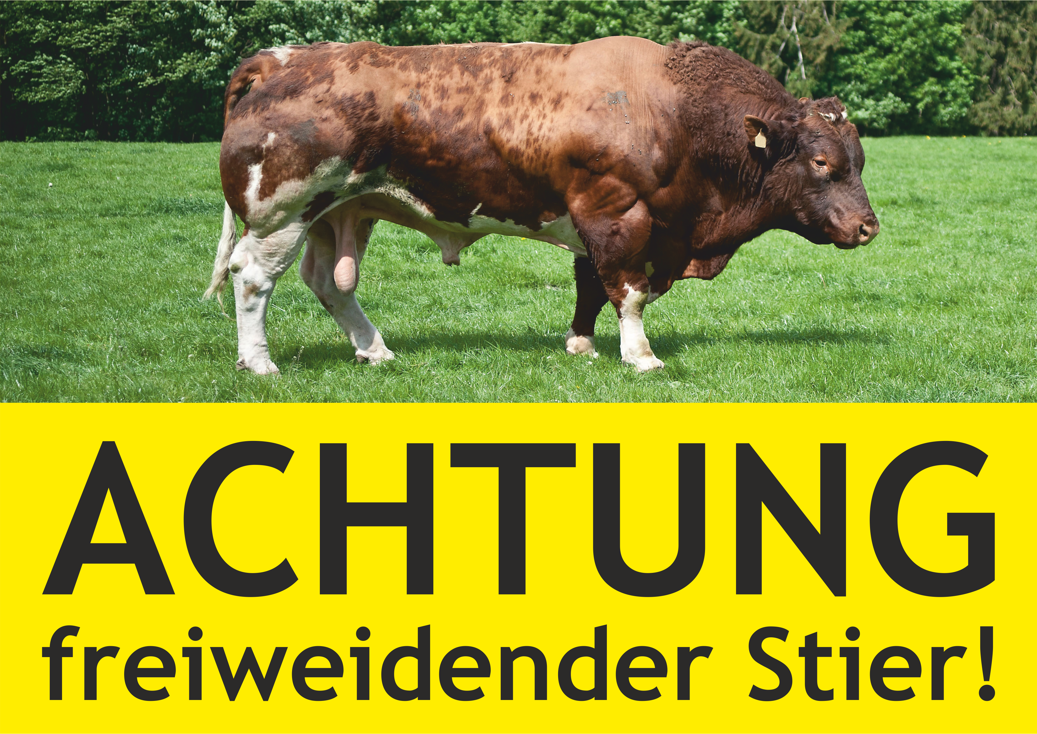 Achtung! freiweidender Stier - Schild