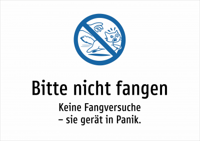 Bitte nicht fangen - Keine Fangversuche – sie gerät in Panik.