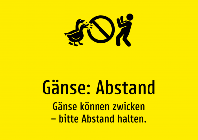 Gänse: Abstand - Gänse können zwicken – bitte Abstand halten.