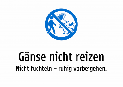 Gänse nicht reizen - Nicht fuchteln – ruhig vorbeigehen.