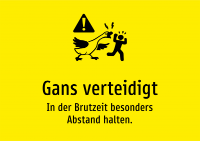 Gans verteidigt - In der Brutzeit besonders Abstand halten.