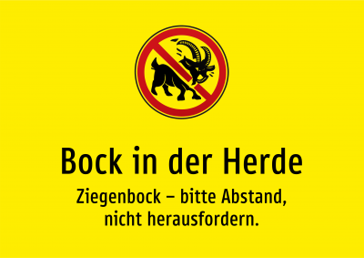 Bock in der Herde - Ziegenbock – bitte Abstand, nicht herausfordern.